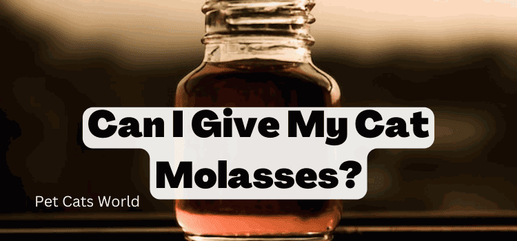 can I give my cat molasses