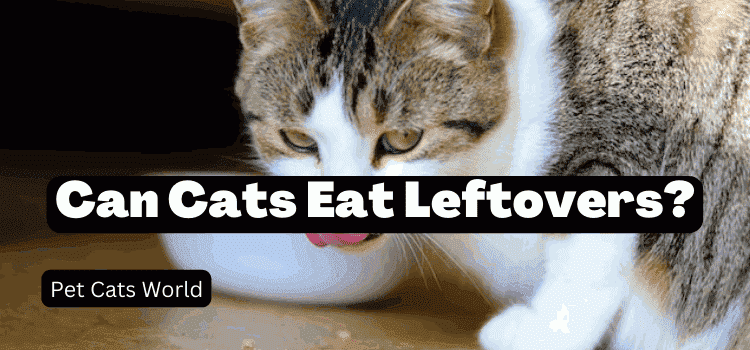 can cats eat leftovers