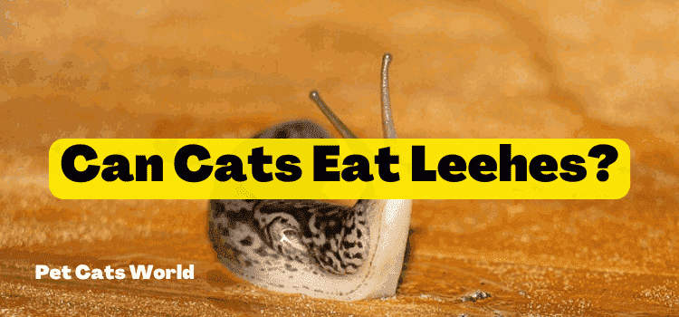 can cats eat leeches