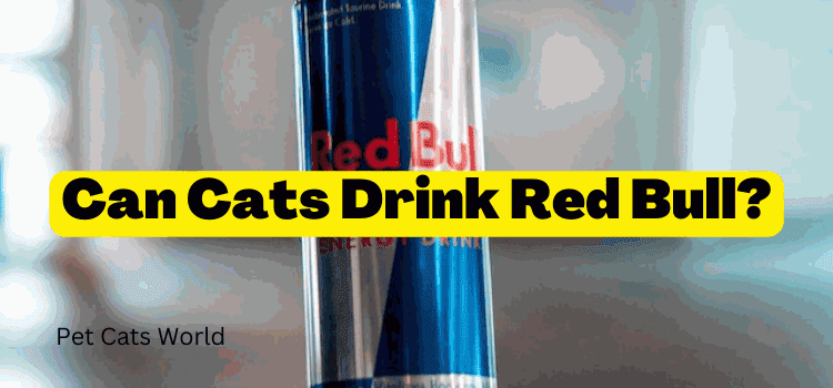 can cats drink red bull