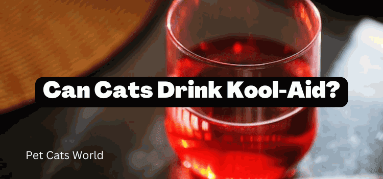 can cats drink kool-aid