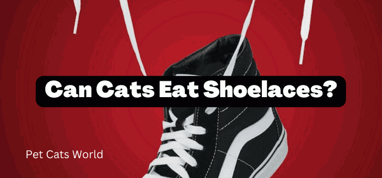can cats eat shoelaces