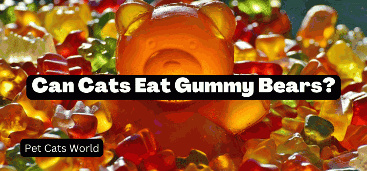 Can Cats Eat Gummy Bears