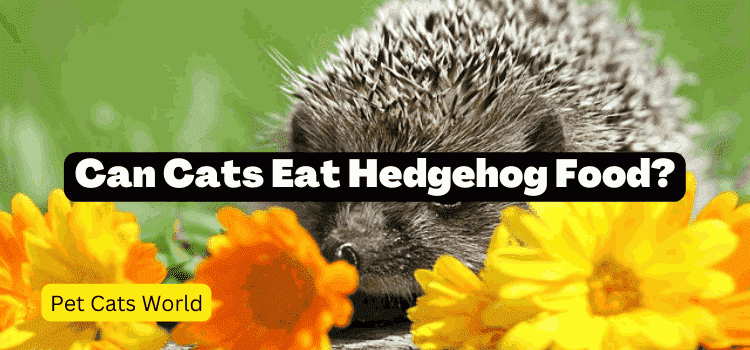 Can Cats Eat Hedgehog Food