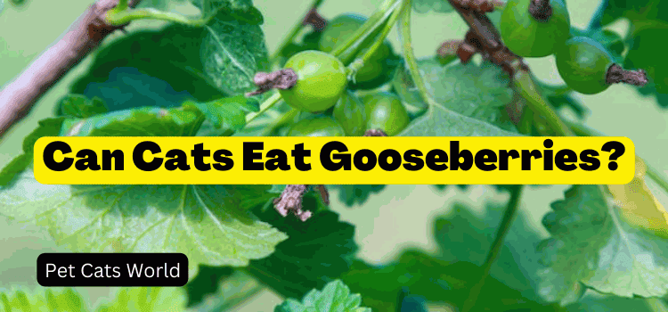 Can Cats Eat Gooseberries