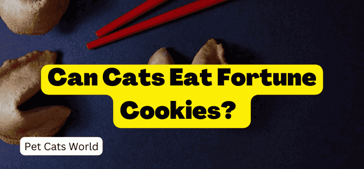 Can Cats Eat Fortune Cookies