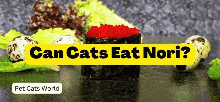 can cats eat nori