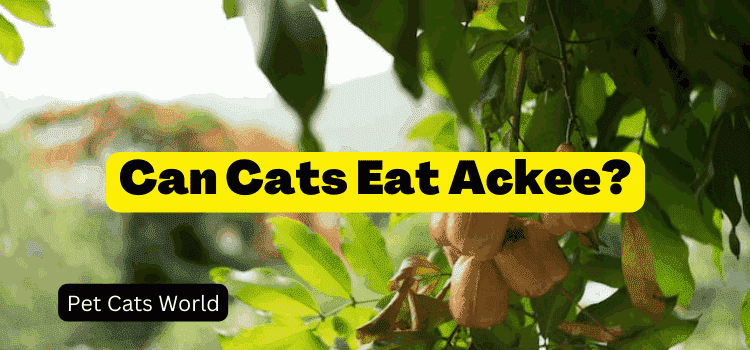 Can Cats Eat Ackee