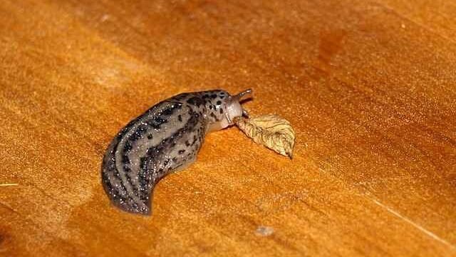can cats eat leeches