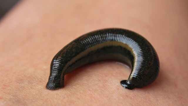 black leeche
