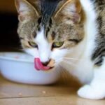 when do kittens start eating food and drinking water?