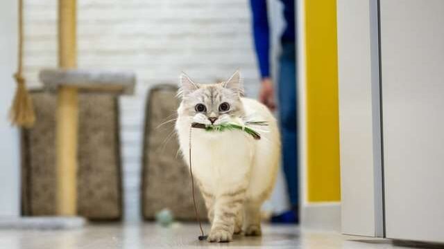 playing time for cats