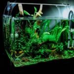 Can Cats Drink Fish Tank Water?