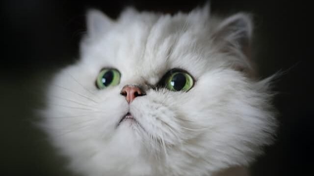 how often should I take my cat to the vet?