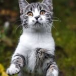 how to play with a cat without toys