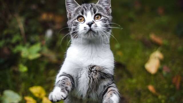 how to play with a cat without toys