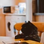 Can cats eat cornish hens
