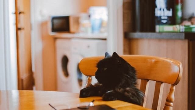 Can cats eat cornish hens