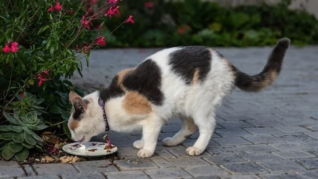 can cats eat leftovers