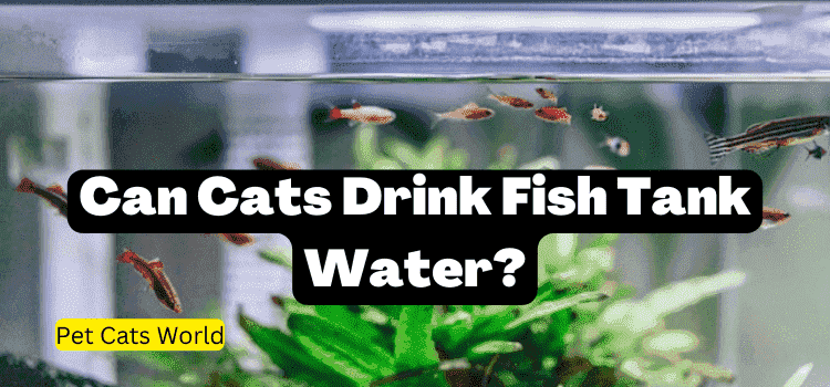 Can Cats Drink Fish Tank Water?