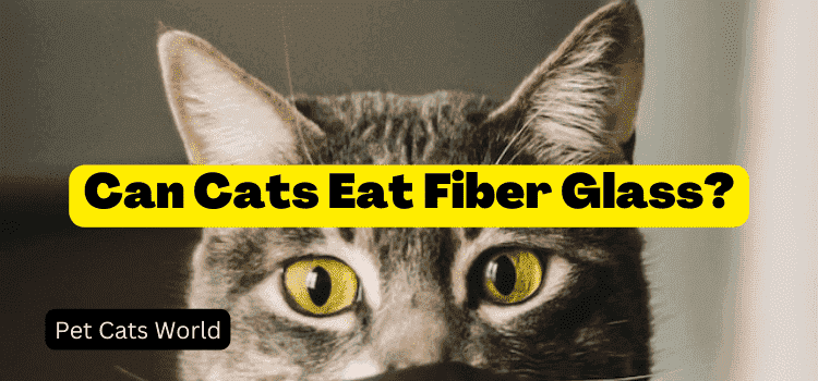 Can cats eat fiberglass?