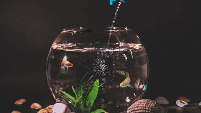 can cats drink fish tank water