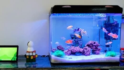 Can cats drink fiah tank water