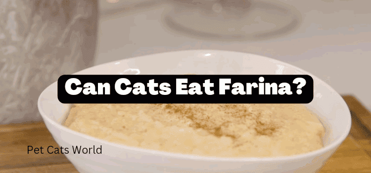Can Cats Eat Farina