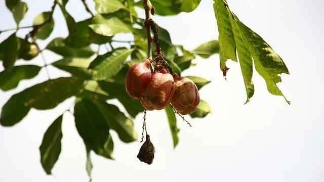 Can Cats Eat Ackee