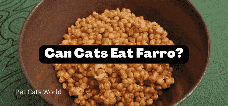 can cats eat farro