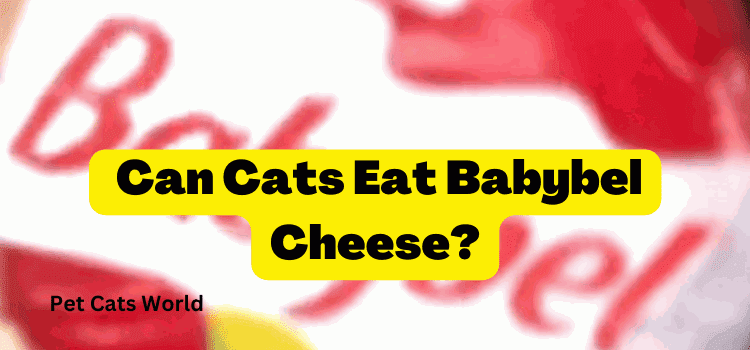  Can Cats Eat Babybel Cheese?