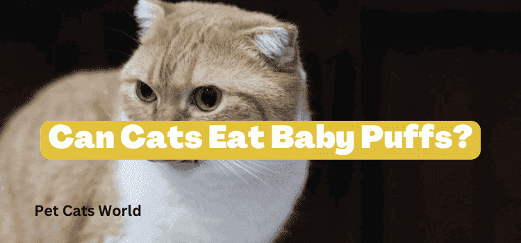 Can Cats Eat Baby Puffs?