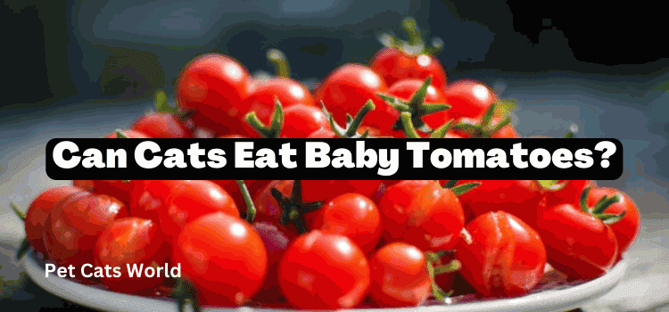Can Cats Eat Baby Tomatoes