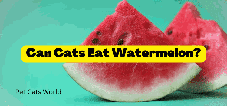 Can Cats Eat Watermelon