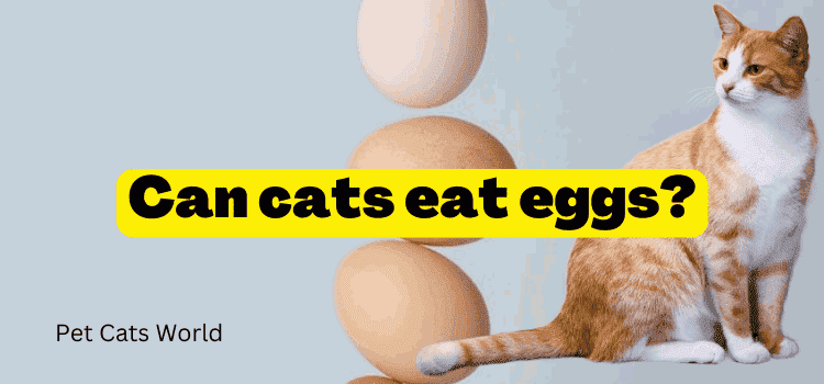 Can cats eat eggs