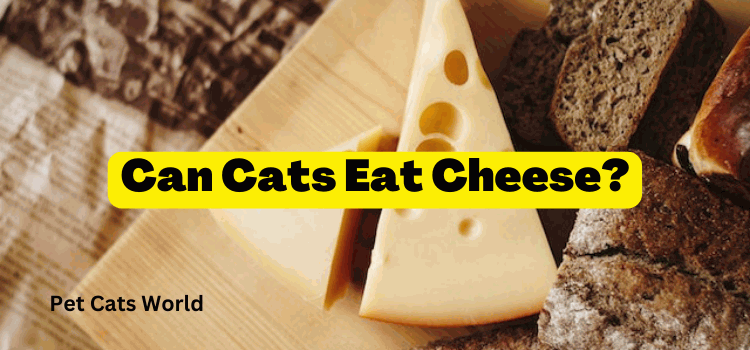 Can cats eat cheese