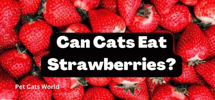 Can cats eat strawberries
