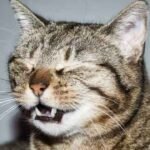 Why do cats sneeze in your face?