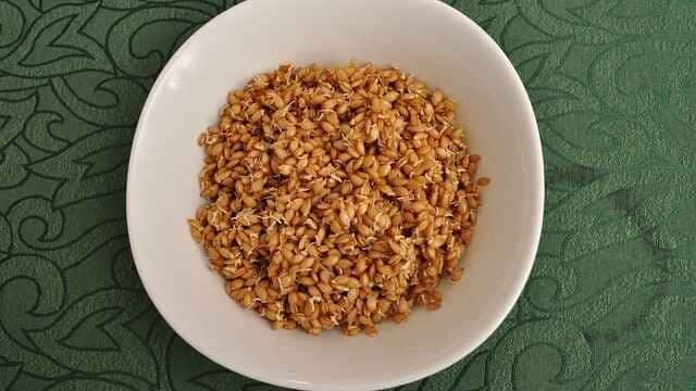 can cats eat farro