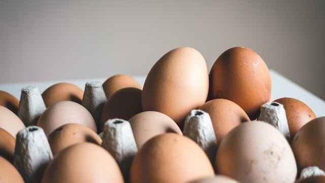 Can cats eat eggs
