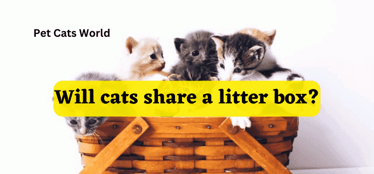 Will cats share a litter box