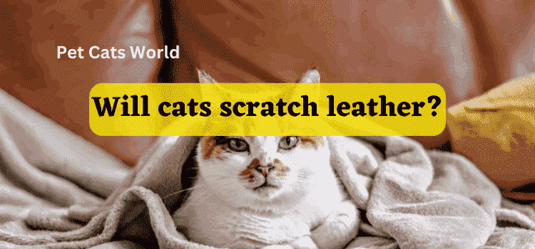 Will cats scratch leather
