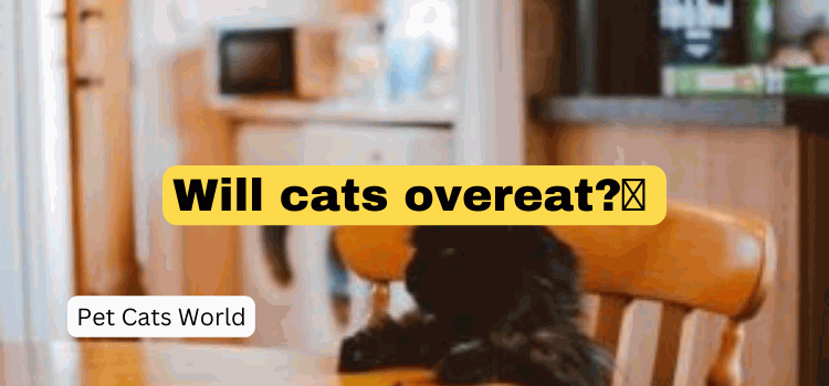 Will cats overeat