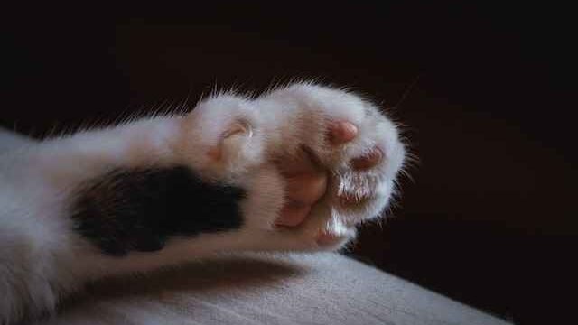 What cats have extra toes
