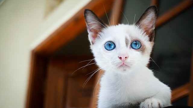 What cats have blue eyes