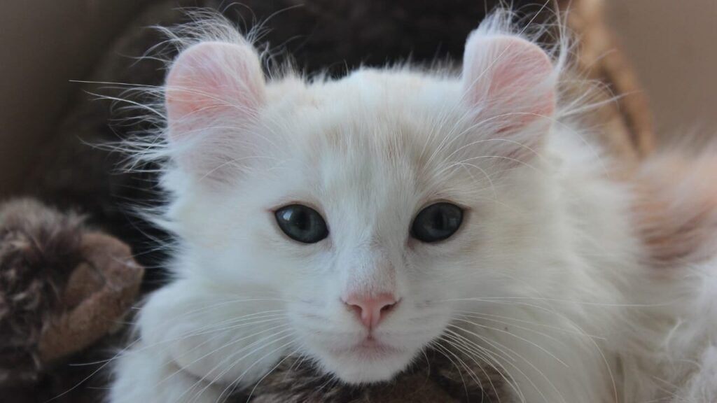 Smallest cat breed in the world