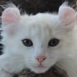 Smallest cat breed in the world