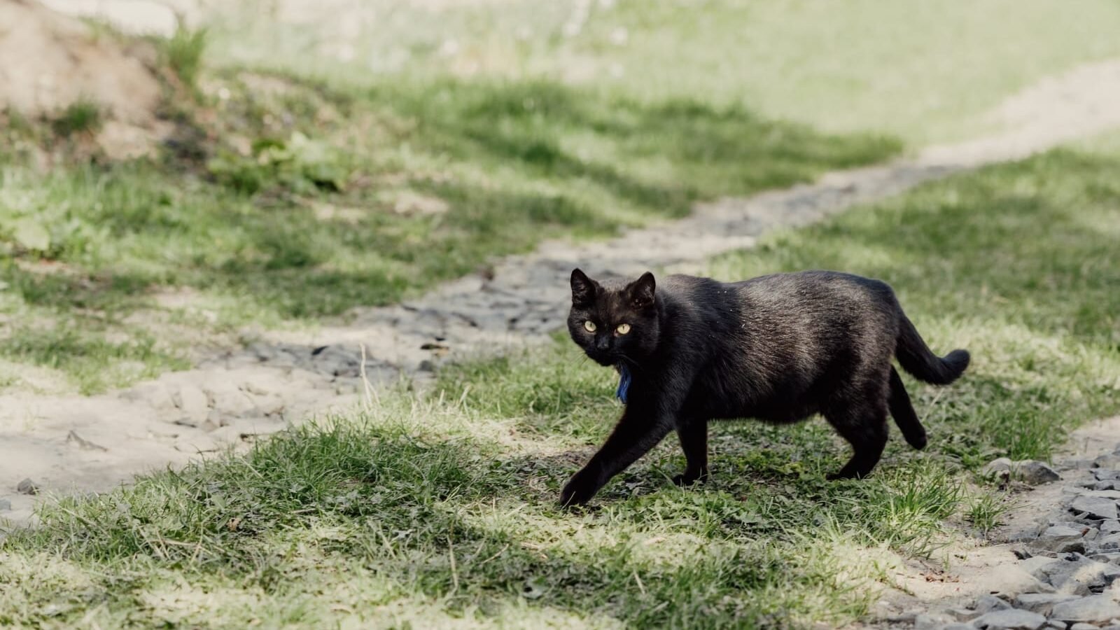 Best Black cat Breeds