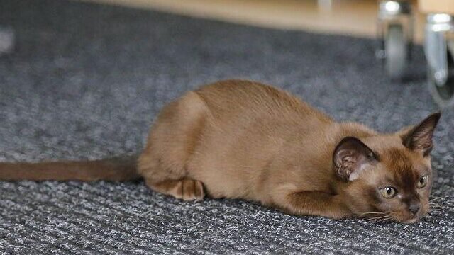 grumpy cat breeds