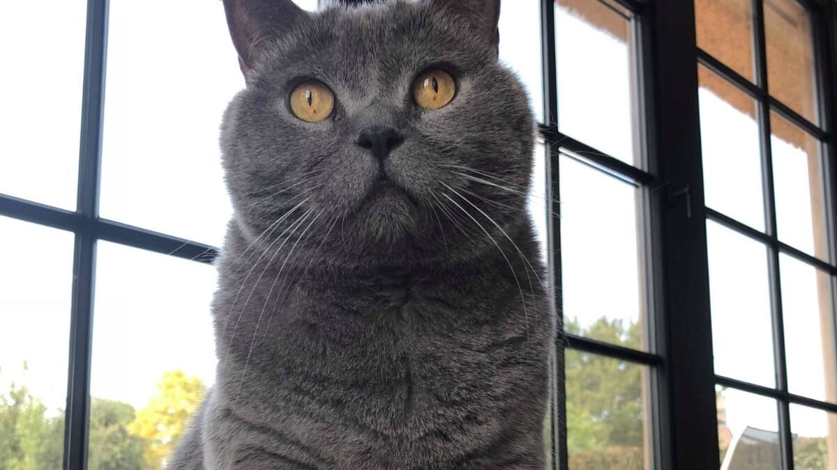 grey cat breed
